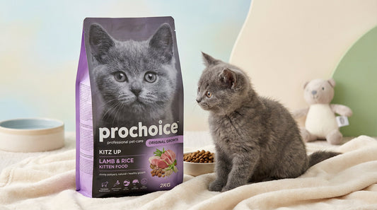 PRO CHOICE Lamb & Rice Kitten Food 2KG – Complete Nutrition for Healthy Kitten Growth RizFrazWorld