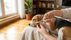 Pet Nail Clipper (Scissor Type) for Cats & Dogs – Safe, Sharp & Easy Grooming Tool