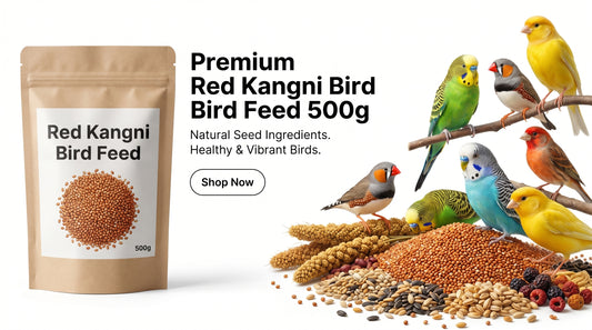Red Kangni Bird Feed 500g - Premium Laal Kangni Seeds for Finches, Canaries & Pet Birds RizFrazWorld