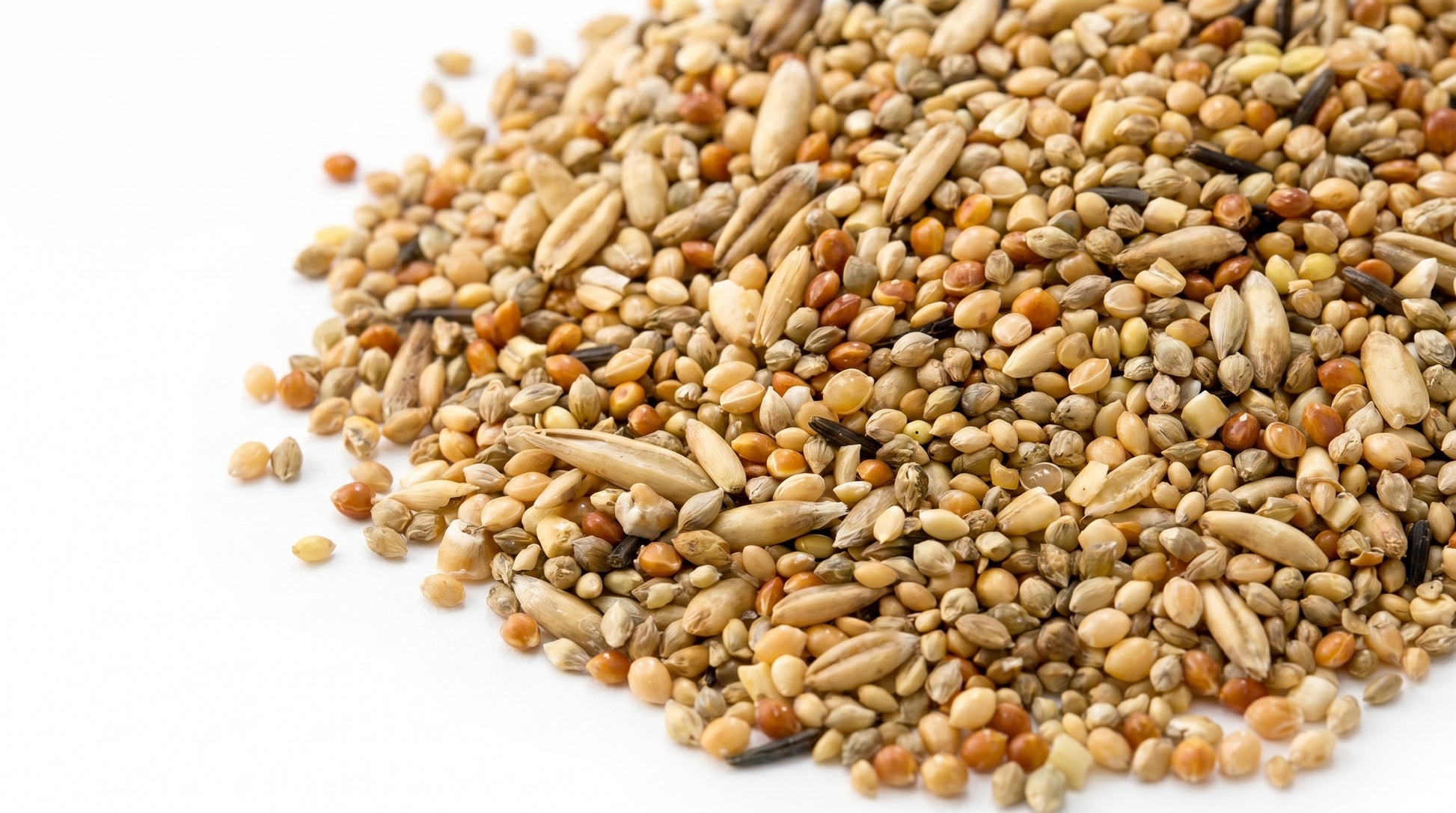 Mix Feed Mix Dana for Birds - Premium Multi Grain Bird Feed & Daily Nutrition RizFrazWorld