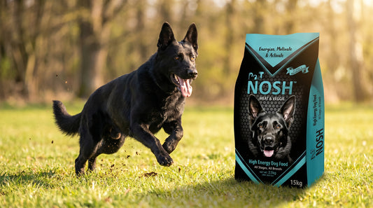 PETNOSH High Energy Dog Food 15KG - Complete Nutrition for Active Adult Dogs RizFrazWorld