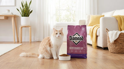 Diamond Maintenance Cat Food 2.72KG | Premium Dry Cat Food RizFraz World