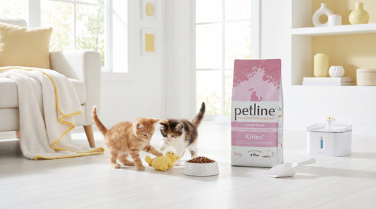 PETLINE Kitten Food 500G/1.5KG/10KG - Premium Dry Kitten Food in Pakistan RizFrazWorld