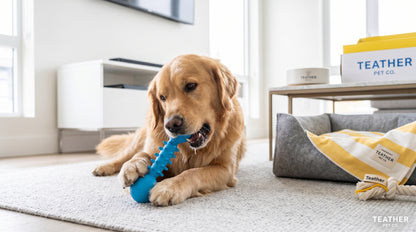 Teather Toy Spikes Large | Interactive Dog Chew Toy RizFrazWorld