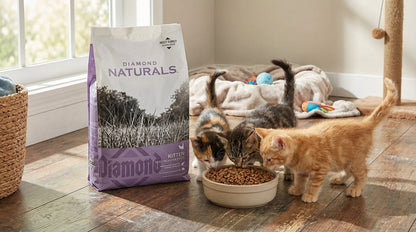 Diamond Naturals Kitten Food 1KG – Natural Nutrition for Healthy Growth & Development RizFraz World