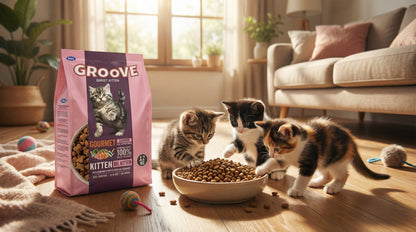 Groove Kitten Food 1.2KG Gourmet – Complete Nutrition for Healthy Growth & Development RizFraz World