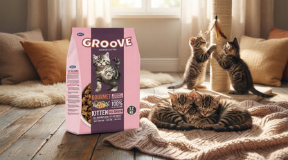 Groove Kitten Food 1.2KG Gourmet – Complete Nutrition for Healthy Growth & Development RizFraz World