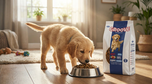 Groove Puppy Food 1.2KG – Chicken Recipe for Healthy Growth & Strong Development RizFraz World