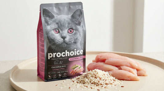 PRO CHOICE Chicken & Rice Kitten Food 2KG | Complete Dry Food for Kittens RizFraz World