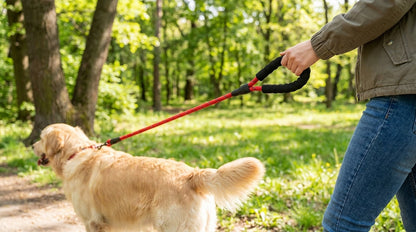 Imported Round Rope Leash with Rubber Handle for Dogs (S, M, L) – Strong, Comfortable & Durable RizFraz World