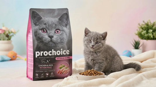 PRO CHOICE Chicken & Rice Kitten Food 2KG | Complete Dry Food for Kittens RizFraz World